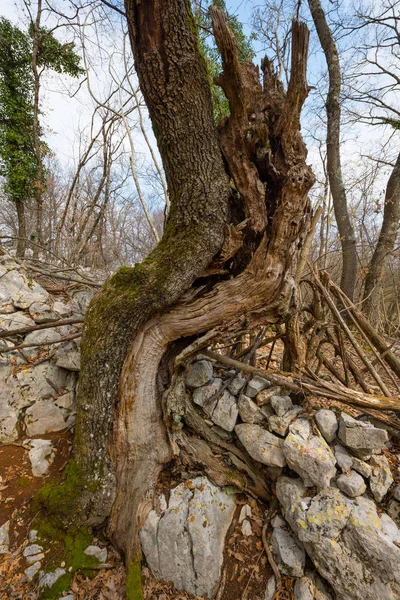 Les restes d'un arbre poussant entre les murs de pierre — Photo