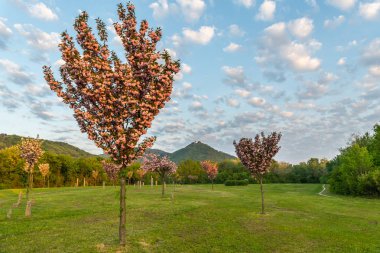 Kirazlar Japon Parkı güneşli sabahı baharda çiçeklenme.
