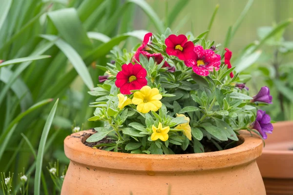 Some yellow and pink million bells in a pot — Stock Photo, Image