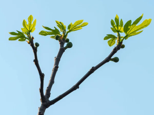 Bahar içinde ficus ağaç dalları ve genç yaprakları — Stok fotoğraf