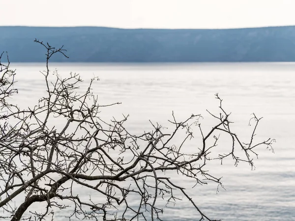 Sebuah cabang berdaun di depan laut tenang di Kroasia — Stok Foto
