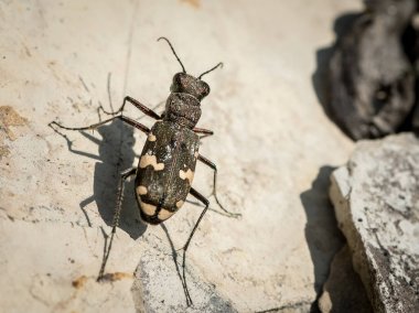 Tiger beetle looking for prey on a stone clipart