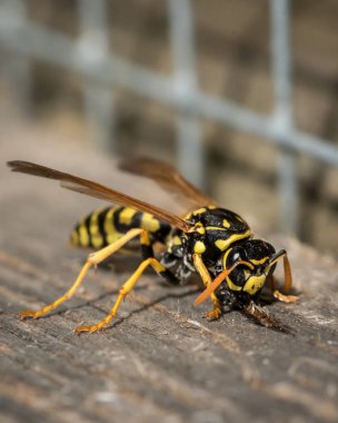 Bir Avrupa kağıt eşekarısı yuvası için odun toplama