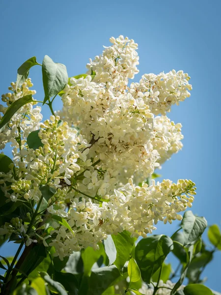 Fleurs d'un lilas blanc fleuri devant un ciel bleu — Photo