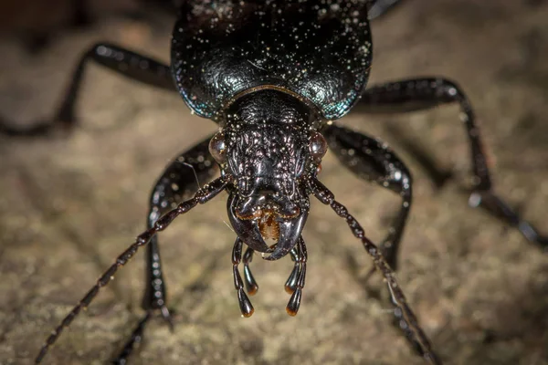 Portret Carabid brąz chrząszcza ziemi w lesie w pobliżu Vienna — Zdjęcie stockowe