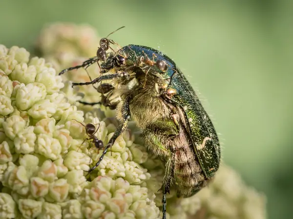 Una chafer Flor sentada atacada por hormigas — Foto de Stock