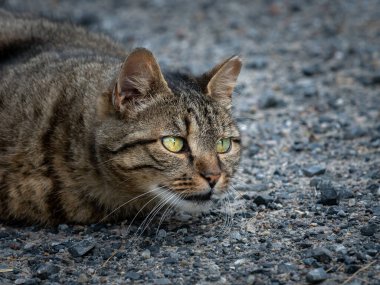 Yerde yatan bir tekir kedi