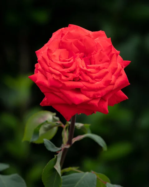 Una hermosa rosa roja creciendo en un parque — Foto de Stock
