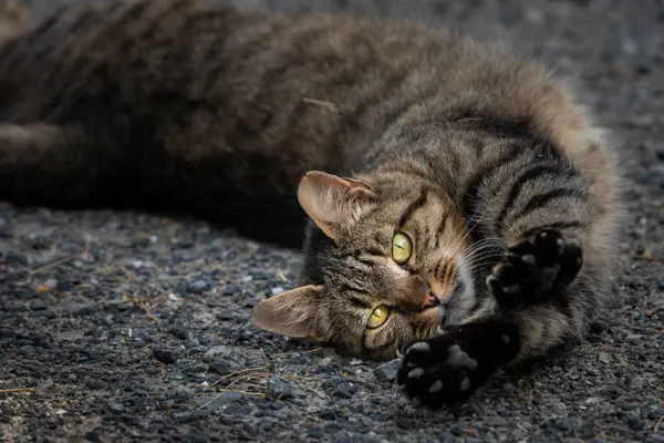 Egy cica fekszik a földön és nyújtózkodik. — Stock Fotó
