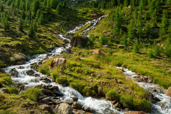 Ganado cerca de un pequeño arroyo en los Alpes en un día soleado en verano — Foto de Stock