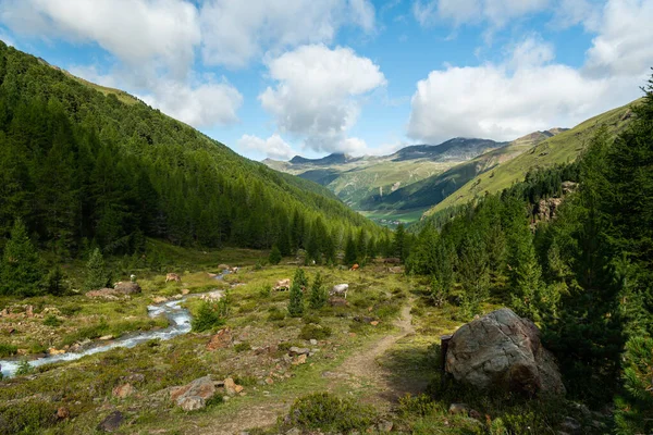 Bovini vicino a un piccolo torrente nelle Alpi in una giornata di sole in estate — Foto Stock