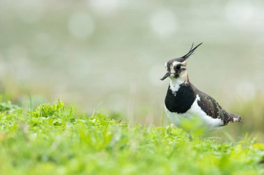 Gölün yakınındaki çayırda bir kuzey kanadı