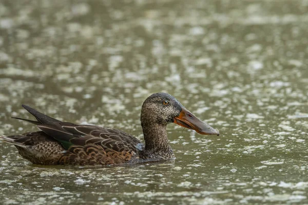 Egy női északi lapát úszik a tavon. — Stock Fotó