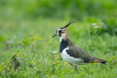 A Northern lapwing in a meadow near a pond clipart
