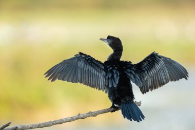 Bir cüce karabatak, suyun yanındaki küçük bir dalda dinleniyor.