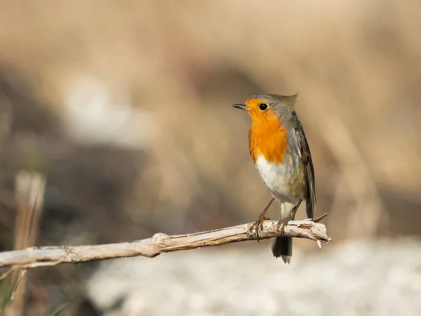 Um pequeno robin europeu bonito em pé em um pequeno ramo — Fotografia de Stock