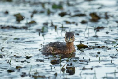 Küçük bir gölde yüzen küçük şirin bir ördek.