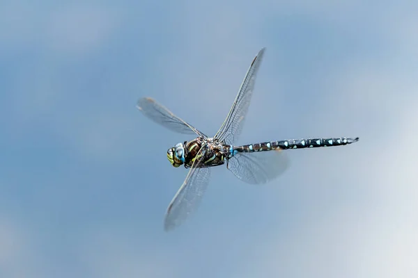 Een gewone hawker libelle tijdens de vlucht op een zonnige dag in de zomer — Stockfoto