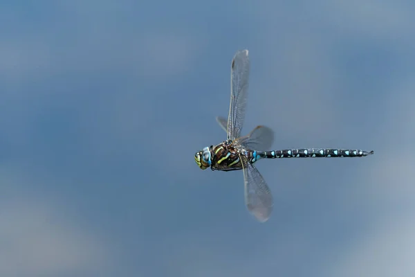Uma libélula comum no voo em um dia ensolarado no verão — Fotografia de Stock