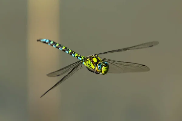 Een blauwe hawker libel in vlucht op een zonnige dag in de zomer — Stockfoto