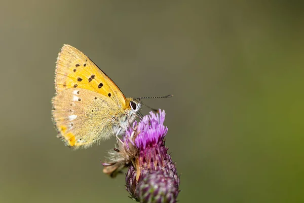 Słabo miedziany motyl siedzący na kwiatku w słoneczny dzień latem — Zdjęcie stockowe