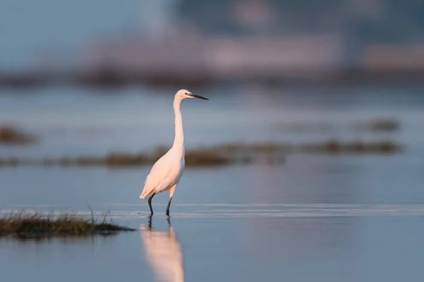 Little egret standing in the water during sunrise — Stock Photo, Image