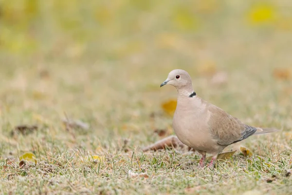 A Eurasian Collared Dove walking in the meadow on a cold morning in winter — Stock Photo, Image