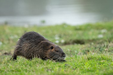 Su kenarında yürüyen ve yiyecek arayan bir hindistan cevizi.