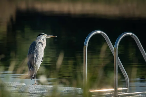 Uma garça cinzenta em pé perto de uma lagoa — Fotografia de Stock