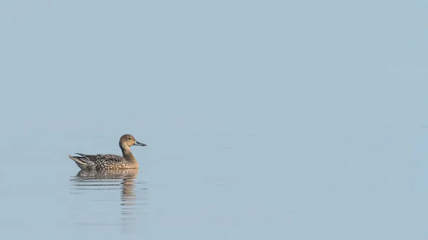 Un Canard pilet nageant par une journée calme ensoleillée en automne — Photo