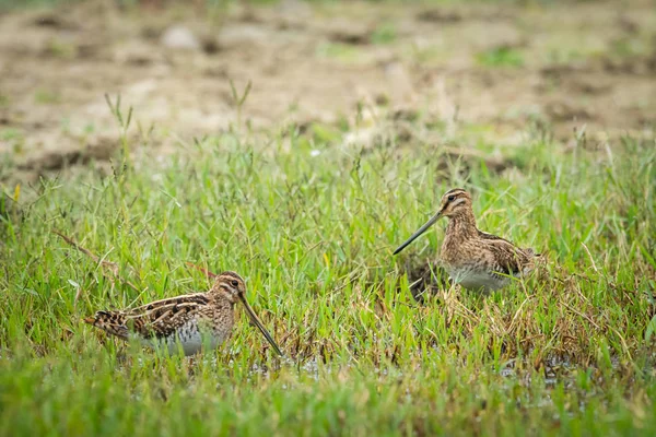 Two Common snipes walking near a pond and looking for food — Stock Photo, Image