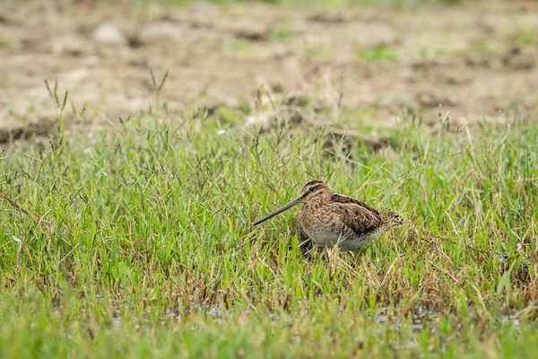 Common snipe walking near a pond and looking for food — Stock Photo, Image