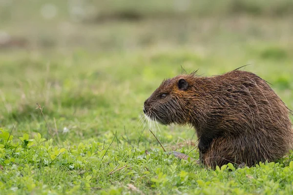 A nutria andando perto de água e à procura de comida — Fotografia de Stock