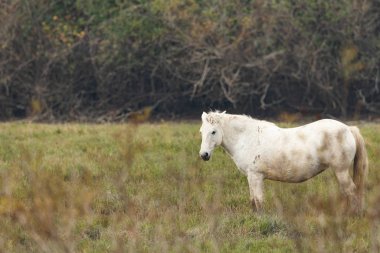 Beyaz bir Kamp Atı çayırda duruyor