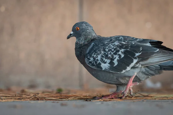 A domestic pigeon looking for food on the street — Stock Photo, Image