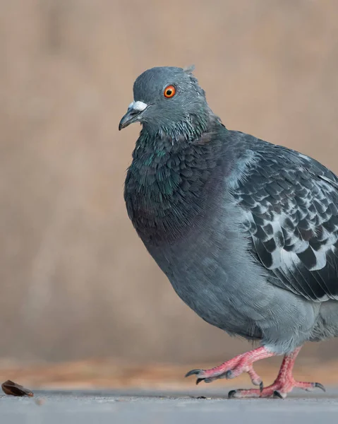 A domestic pigeon looking for food on the street — Stock Photo, Image