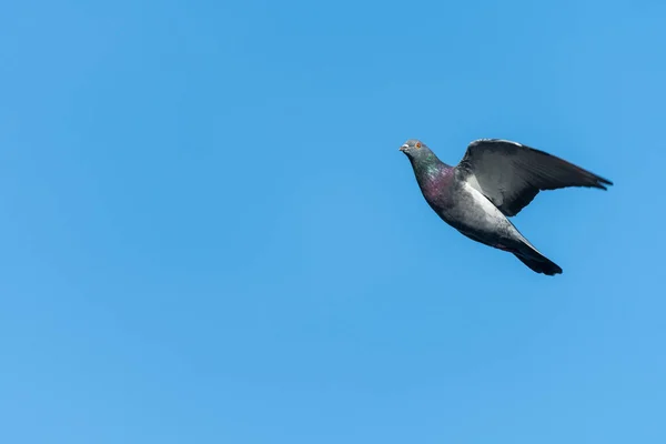 Domácí holub na modré obloze — Stock fotografie