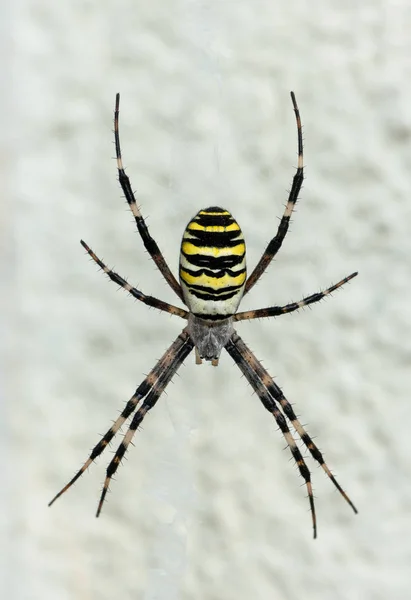 Une grande araignée guêpe assise dans la toile — Photo