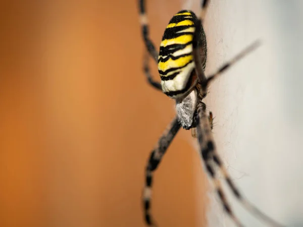 Μια μεγάλη αράχνη σφήκα κάθεται στον ιστό — Φωτογραφία Αρχείου