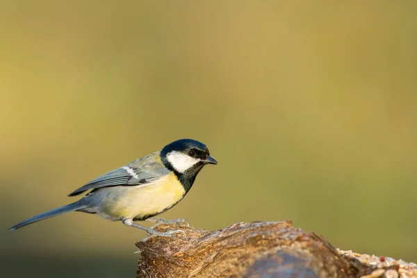 A great tit sitting on a piece of wood — Stock Photo, Image