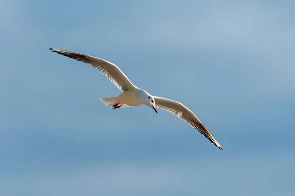 Mouette volant dans le ciel bleu du soir — Photo