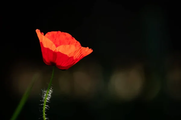 Kırmızı gelincik çiçeğinin siyah arkaplanının yakın çekimi — Stok fotoğraf