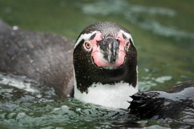 Avustralya hayvanat bahçesinde yüzen bir Humboldt pengueni.
