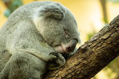 Hayvanat bahçesindeki ağaçta uyuyan küçük sevimli bir koala.