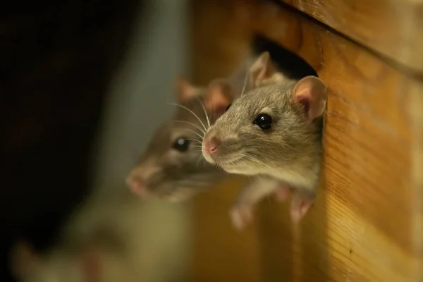 Two rats looking out of a wooden box — Stock Photo, Image