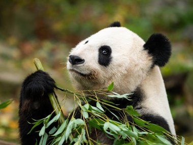 Genç dev panda oturan ve bambu yemek