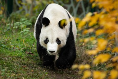 Bir kadın dev panda hayvanat bahçesinde yürüyüş