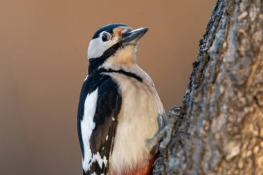 A male great spotted woodpecker sitting on a tree trunk clipart