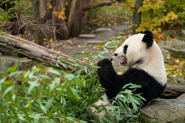 Un jeune panda géant assis et mangeant du bambou — Photo