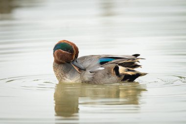 Sonbaharda güneşli ve sakin bir günde yüzen Avrasyalı bir Teal.